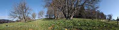 P015996: Panoramic photo Flowering daffodils on Jurassic pasture