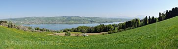 P016041a: Panoramafoto Baldeggersee im Frühling