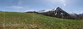 P016141a: Panoramafoto Bergfrühling mit grosser Krokuswiese