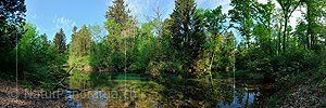 P016171: Panoramafoto Ruhiger Wasserlauf in Auenwald