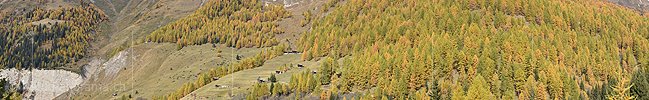 P016722: Panoramafoto Goldener Lärchenwald
