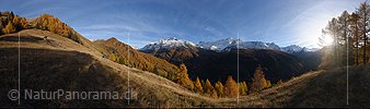 P016761: Panoramafoto Bergtal mit goldenem Lärchenwald