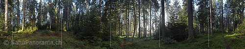 P017351: 360 ° Panorama photo Morning in the forest