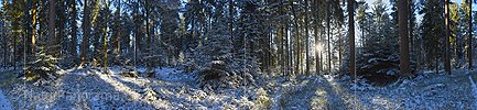 P017481: Panoramafoto Sonnenstrahlen im frisch verschneiten Winterwald