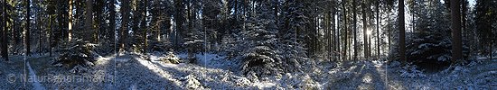 P017482: 360° Panoramafoto Winterwald