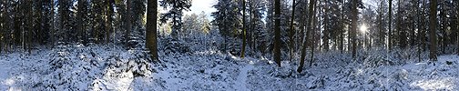 P017486: 360° Panoramabild Frisch verschneiter Tannenwald