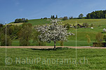 P017753a: Panorama photo Blooming apple tree