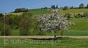 P017753b: Panoramafoto Blühender Apfelbaum