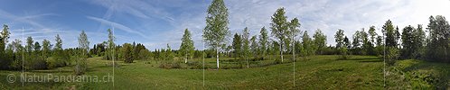 P017846: Panoramafoto Lichter Birkenwald in Moorlandschaft