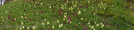 P017901: Panoramafoto Holunder Knabenkraut (Orchidee)