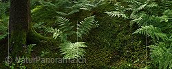 P017971: Panoramafoto Waldboden mit Farn und Baumstamm