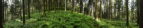 P017978: 360° Panoramafoto Waldboden mit vielen Farnstöcken