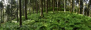 P017978a: Panoramafoto Waldboden mit vielen Farnstöcken