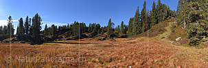 P018823: Grosses Panoramafoto Herbstlich gefärbte Alpweide im Bergwald