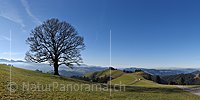 P019056: Panoramafoto Wohlgeformter Einzelbaum in Hügellandschaft
