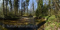 P019556: Panoramafoto Bach in Auenlandschaft