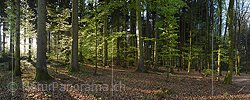 P019562: Panoramafoto Streiflicht im Frühlingswald