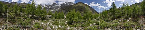 P020104: 360° Panoramafoto Lichter, junger Lärchenwald in Berglandschaft