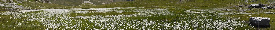P020164a: Panoramafoto Grosse Fläche mit blühendem Wollgras
