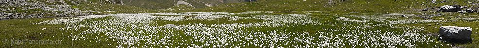 P020164b: Panoramafoto Grosse Fläche mit blühendem Wollgras
