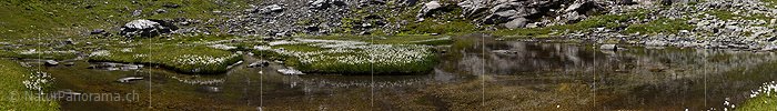 P020165: Panoramafoto Blühendes Wollgras und verästelter Wasserlauf