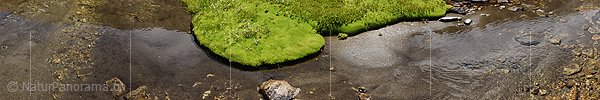 P020252: Panoramafoto Moospolster in Bergbach