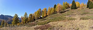 P020686: Panoramafoto Reihe herbstlich gefärbter Lärchen