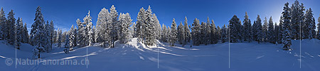 P020847: 360° Gigapixel Panorama Erste Sonnenstrahlen im frisch verschneiten Winterwald