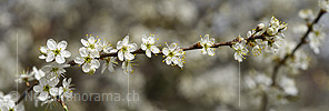 P021011: Panoramafoto Feiner Ast mit zahlreichen weissen Blüten