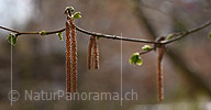P021024: Panoramafoto Männliche Blütenstände (Kätzchen) der Hasel