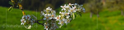 P021152: Panoramafoto Ast mit Birnenblüten