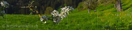 P021153: Panoramafoto Birnenblüten