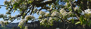 P021154: Panoramafoto Birnenblüten