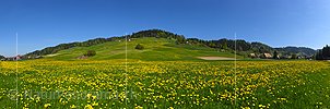 P021168: Panoramafoto Blühender Löwenzahn in Hügellandschaft