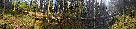 P021241: Panoramafoto Sturmschäden im Wald