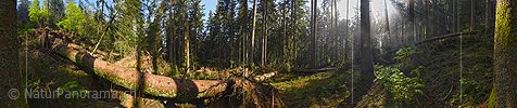 P021242: 360° Panoramafoto Sturmschaden/Fallholz