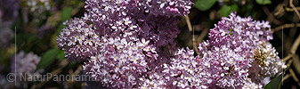 P021254: Panoramafoto Blüte des Flieders