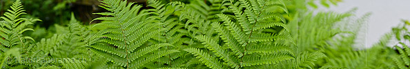 P021276: Panoramafoto von frisch entrolltem Farn