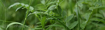 P021282: Panoramafoto Wassertropfen auf Grashalm