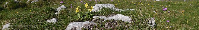 P021360: Panoramic photo mountain spring with Primula auricula