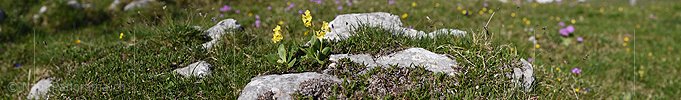 P021361: Panorama Flühblümchen zwischen Kalk-Gestein