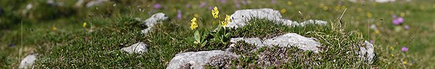 P021362: Panoramafoto Primula auricula (Flühblümchen)