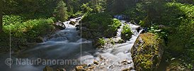 P021455a: Panoramabild Bergbach im lichten Wald