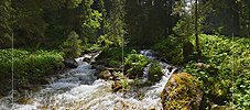 P021460a: Panoramafoto Bergbach im lichten Wald