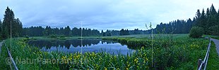 P021474: Panoramafoto Moorsee mit Gürtel von blühenden Schwertlilien