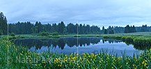 P021474a: Panoramafoto Moorsee mit Gürtel von blühenden Schwertlilien