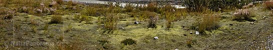 P022359: Panoramabild Moosbedeckter Boden im Gletschervorfeld