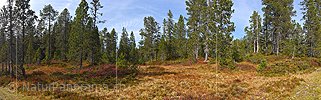 P022580: Panoramafoto Bergwald im Herbst