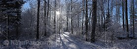 P022771: Panoramafoto Leicht verschneiter Märchenwald