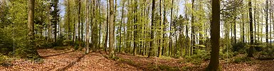 P022918: Grosses Panoramafoto Im Frühlingswald